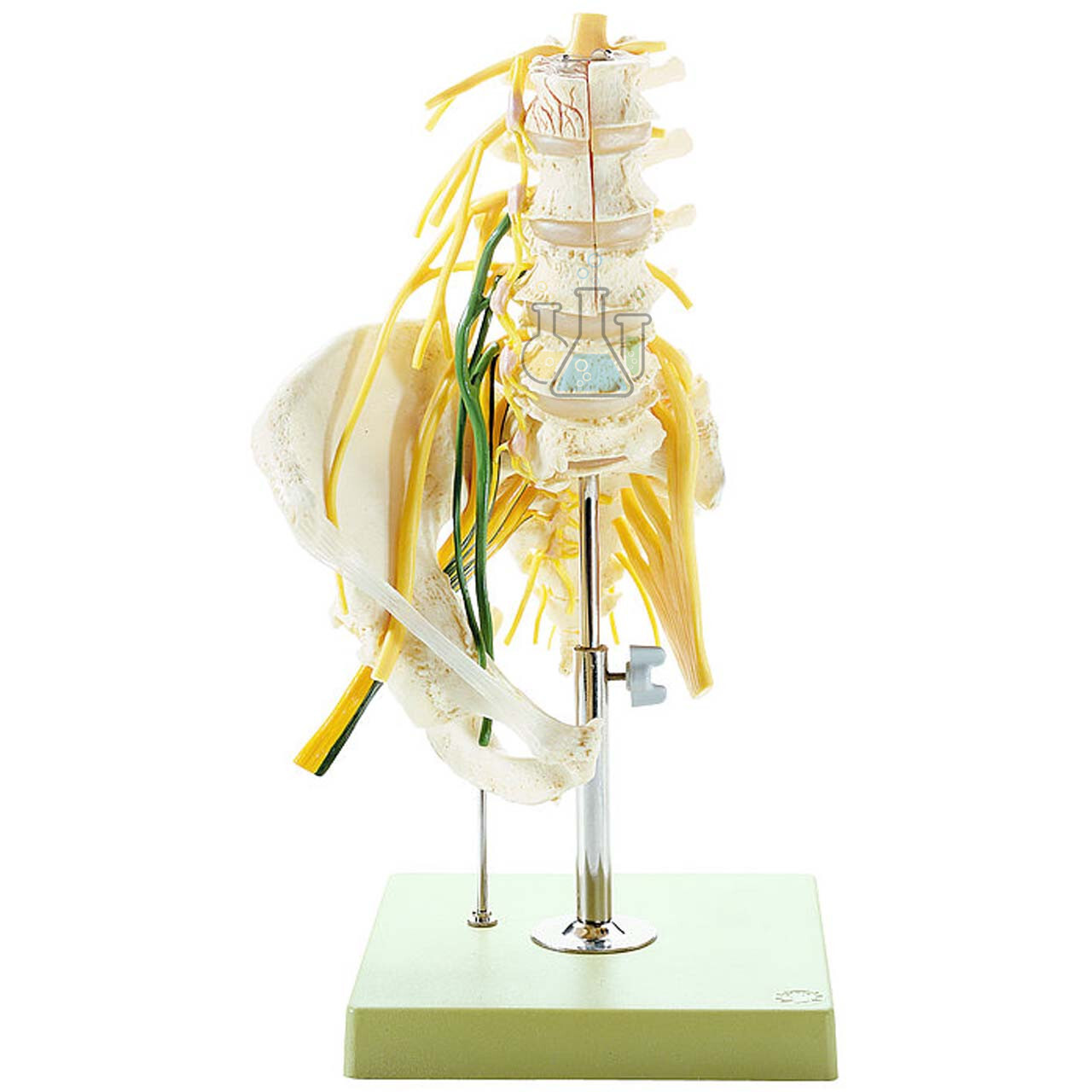 Lumbar Spine Model With Nerves Model